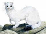 Illustration of Stoat (Mustela erminea) (#2489)