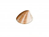 Illustration of Striped Venus Shell (Chamelea gallina) (#0812)