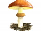 Illustration of Suillus luteus (Slippery Jack) (#2170)