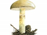 Illustration of Suillus viscidus (Sticky Bolete) (#2658)
