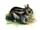 Illustration of Rabbit (Sumatran Striped) Nesolagus netscheri (#0565)