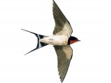 Illustration of Swallow (Hirundo rustica) (#1184)
