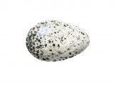 Illustration of Swallow egg( Hirundo rustica) (#3303)