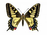 Illustration of Swallowtail Butterfly (Papilio machaon) (#0333)