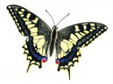 Illustration of Swallowtail Butterfly ( Papilio machaon) (#0334)