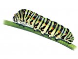 Illustration of Swallowtail Caterpillar (Papilio machaon) (#0335)