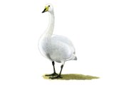 Illustration of Whooper Swan (Cygnus cygnus) (#3907)