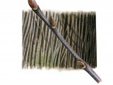 Illustration of Sweet Chestnut bark & twig (Castanea sativa) (#2389)