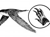 Illustration of Swift (Apus apus) (#4349)