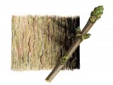Illustration of Sycamore (Acer pseudoplatanus) (#2188)