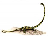 Illustration of Tanystropheus (#0089)