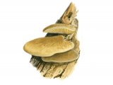 Illustration of Tapinella panuoides (Oyster Rollrim) (#2000)