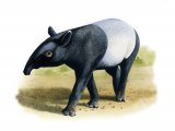 Illustration of Tapir - Malayan (Tapirus indicus) (#0286)