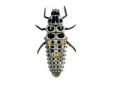 Illustration of Ten-spot Ladybird Larvae (Adalia 10-puntata) (#1786)
