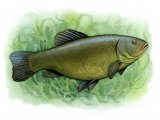 Illustration of Tench (Tinca tinca) (#0193)