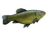 Illustration of Tench (Tinca tinca) (#2689)