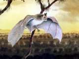 Illustration of Tent-building Bat (Uroderma bilobatum)  (#1098)