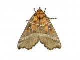 Illustration of The Herald (Scoliopteryx libatrix) (#2495)