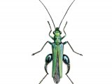 Illustration of Thick-legged Flower Beetle (Oedemera nobilis) (#2726)