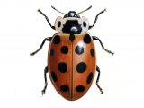 Illustration of Thirteen-spot Ladybird (Hippodamia 13-punctata) (#0912)