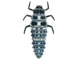 Illustration of Thirteen-spot Ladybird Larvae (Hippodamia 13-punctata) (#1787)