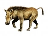Illustration of Thomashuxleya (#0657)