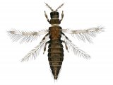 Illustration of Thrips (Aeolothrips intermedius) (#2585)