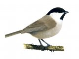 Illustration of Willow Tit (Poecile montanus) (#1176)