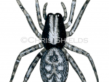 Illustration of Toothed Weaver Spider (Textrix denticulata) (#4270)
