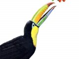 Illustration of Keel-Billed Toucan (Ramphastos sulfuratus) (#1394)