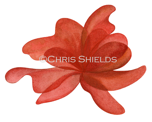 Illustration of Tough Laver (Porphyra umbilicalis) (#4408)