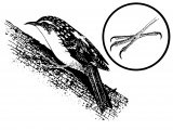 Illustration of Treecreeper (Certhia familiaris) (#4350)