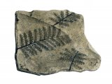 Illustration of Treefern Frond Fossil (Pecopteris) (#0099)