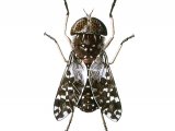 Illustration of Tsetse Fly (Glossina Spp.) (male) (#1630)