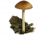 Illustration of Tubaria romagnesiana (#3624)