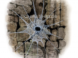 Illustration of Tube Web Spider (Segestria senoculata) (#1509)