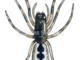 Illustration of Tube web Spider (Segestria senoculata) (#1521)