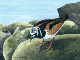 Illustration of Turnstone (Arenaria interpres) (#0436)