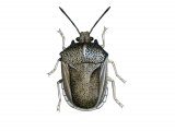 Illustration of Turtle Bug (Podops inuncia) (#2149)