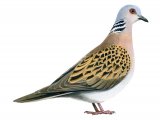 Illustration of Turtle Dove (Streptopelia turtur) (#1237)