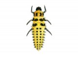 Illustration of Twentytwo-spot Ladybird Larvae (Psyllobora 22-punctata) (#1802)