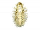Illustration of Twenyfour-spot Ladybird Larvae (Subcoccinell 24-punctata) (#1803)