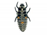 Illustration of Two-spot Ladybird Larvae (Adalia 2-punctata) (#1789)