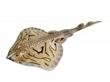 Illustration of Undulate Ray (Raja undulata) (#4258)