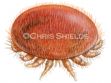 Illustration of Varroa Mite (Varroa destructor) (#4689)
