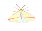 Illustration of Vestal Moth (Rhodometra sacraria) (#1553)