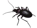 Illustration of Violet Ground Beetle (Carabus violates) (#3722)