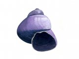 Illustration of Viotet Shell (Janthina janthina) (#0752)