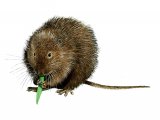 Illustration of Vole - Water (Arvicola amphibius) (#0281)