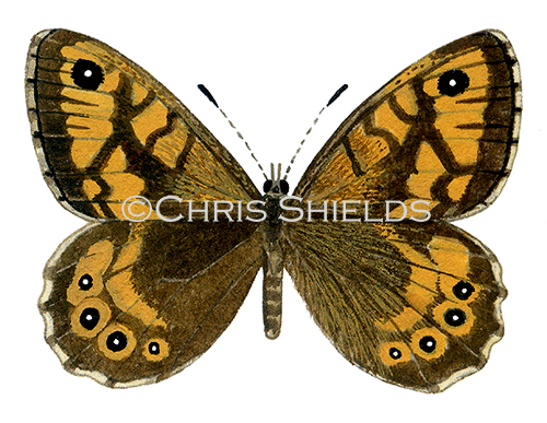 Illustration of Wall Brown (Lasiommata megera) (#0336)